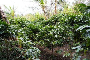 15 ARABICA COFFEE Tree Shrub Seeds - Grow your own coffee!